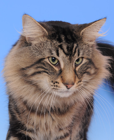 Norwegian Forestの写真素材