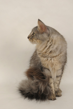 Norwegian Forestの写真素材