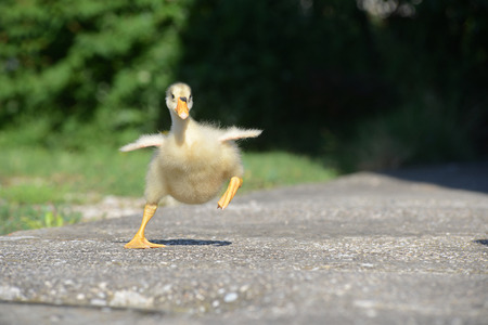 gooseの写真素材