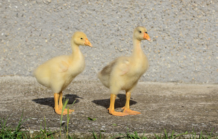 gooseの写真素材