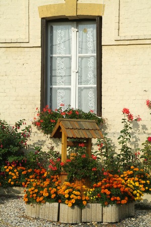 plantsの写真素材