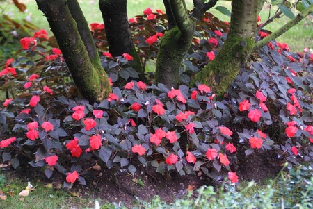 plantsの写真素材