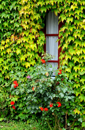 plantの写真素材