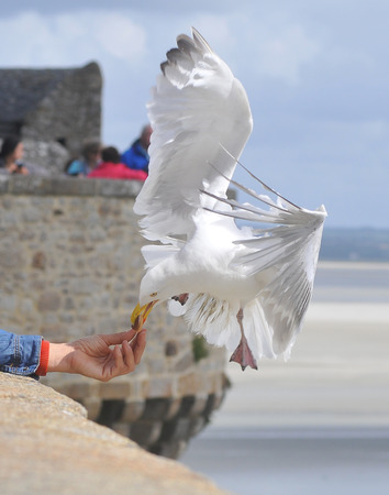 Seagullの写真素材