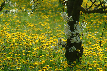 Campaignの写真素材