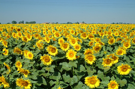 sunflowersの写真素材