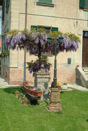 Wisteriaの写真素材