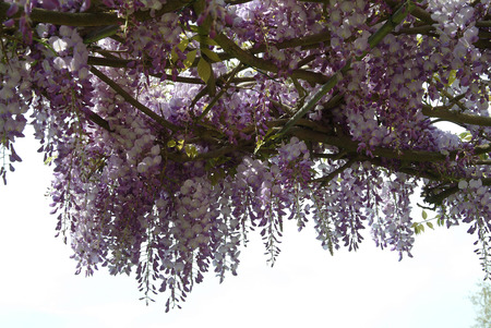 Wisteriaの写真素材