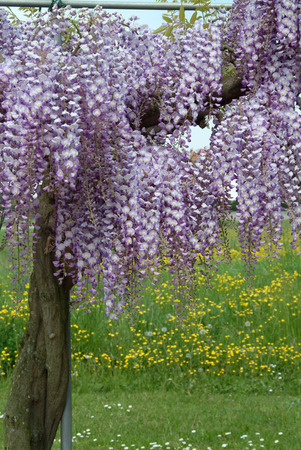 Wisteriaの写真素材