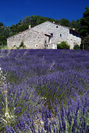 Lavenderの写真素材