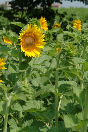 sunflowerの写真素材