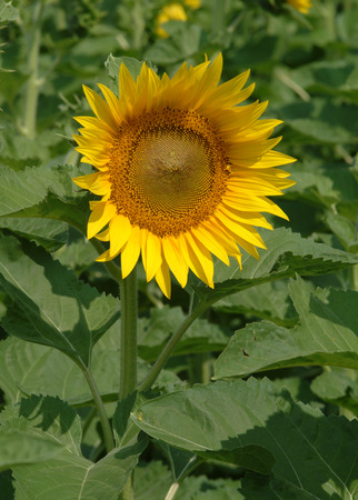 sunflowerの写真素材