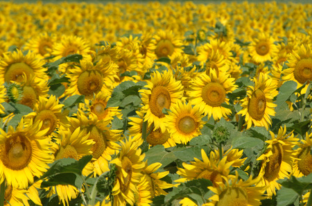 sunflowersの写真素材