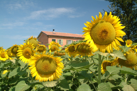 sunflowerの写真素材