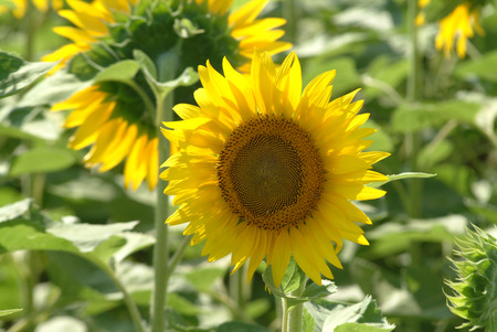 sunflowerの写真素材