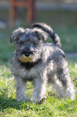 SCHNAUZER NANO PEPE E SALEの写真素材