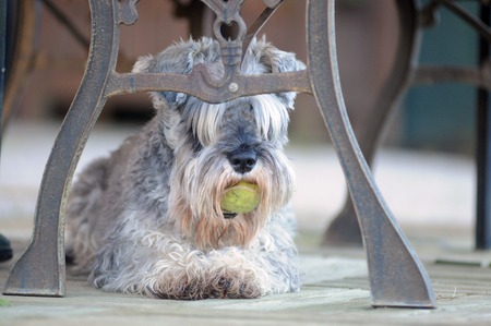 SCHNAUZER NANO PEPE E SALEの写真素材