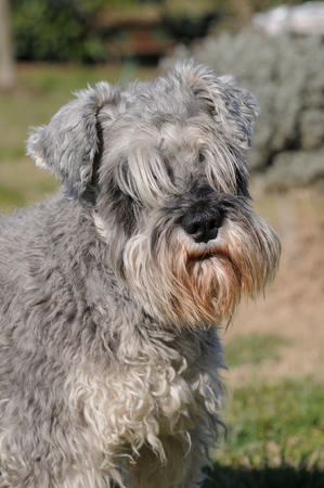 SCHNAUZER NANO PEPE E SALEの写真素材