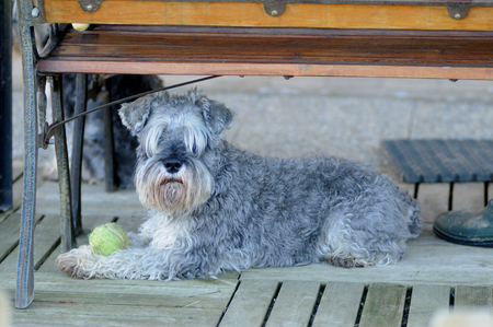 SCHNAUZER NANO PEPE E SALEの写真素材