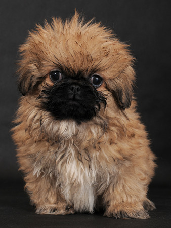 Pekineseの写真素材