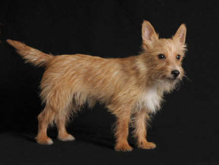 Portuguese podengoの写真素材