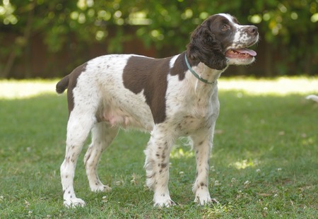 ENGLISH SPRINGER SPANIEL,の写真素材