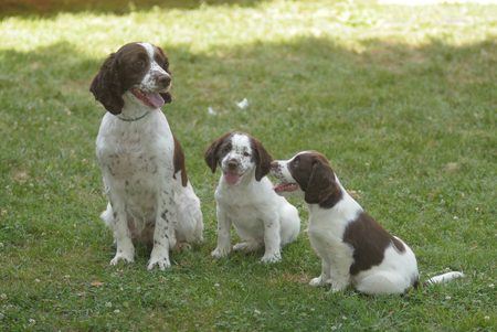 ENGLISH SPRINGER SPANIELの写真素材