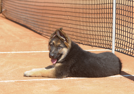 German shepherdの写真素材