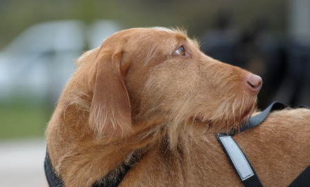 Vizlaの写真素材