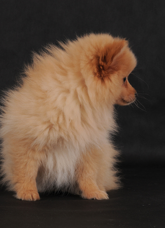 Pomeranianの写真素材