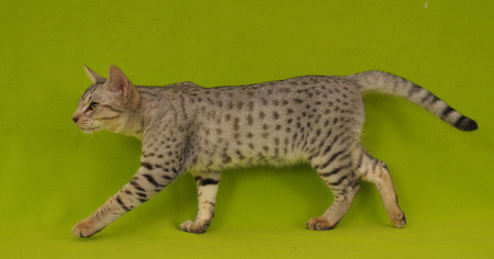 ocicatの写真素材