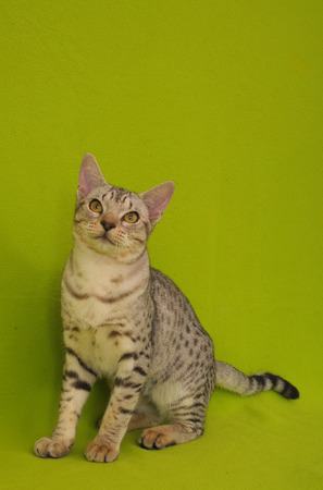 ocicatの写真素材