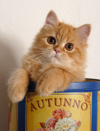 Persianの写真素材