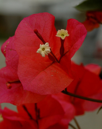 bougainvilleaの写真素材