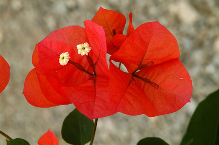bougainvilleaの写真素材