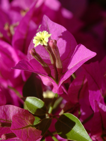 Bouganvilleの写真素材