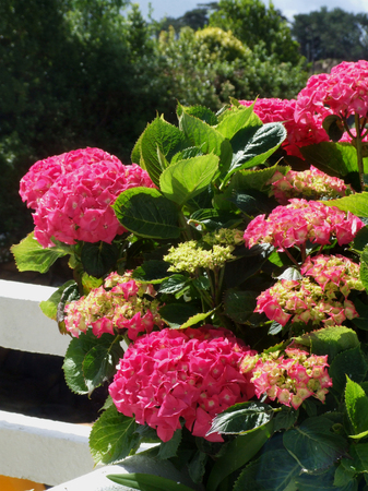 BRETAGNA, ORTENSIAの写真素材