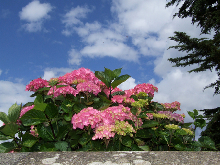 hydrangeの写真素材