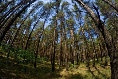 Colorful landscape of nature in the afternoon.の写真素材