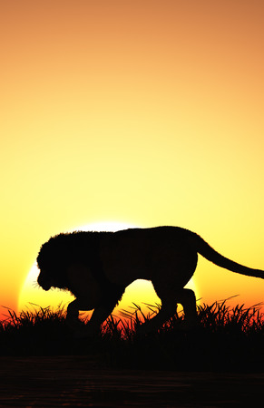 Silhouette of a lion at sunset.,3d renderの写真素材