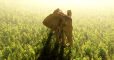 Elephant on the field in the fog ,3d renderの写真素材