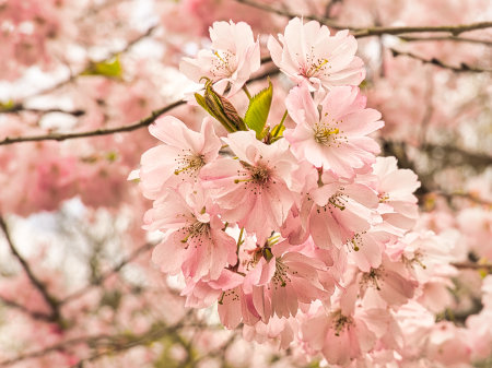 Cherry blossoms in the britzer garden in Berlin. In spring these beautiful looking flowers bloom in full splendorの写真素材