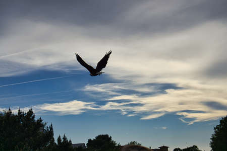 a bald eagle. detailed shot. graceful and proud bird. very interesting to watch this birdの写真素材