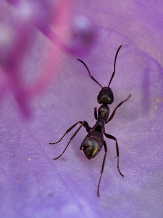 ants on a flower alone shown in great detail. macro shot where every detail can be seen.の写真素材