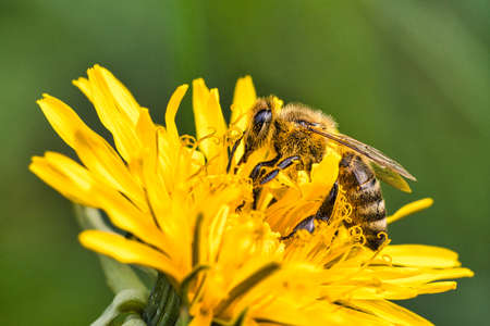 bees collecting nymphs on a flower. they eagerly pollinate the pollen of the flowers while collecting nymphsの写真素材