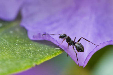ants on a flower alone shown in great detail. macro shot where every detail can be seen.の写真素材