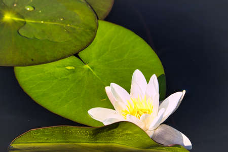 white water lily on a swedish lake. here every lake has these beautiful flowers.の写真素材