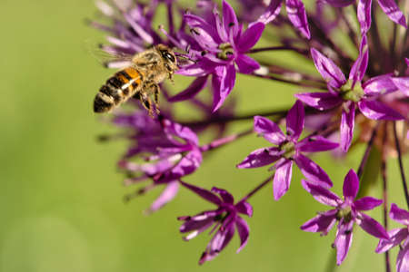 bees collecting nymphs on a flower. they eagerly pollinate the pollen of the flowers while collecting nymphsの写真素材