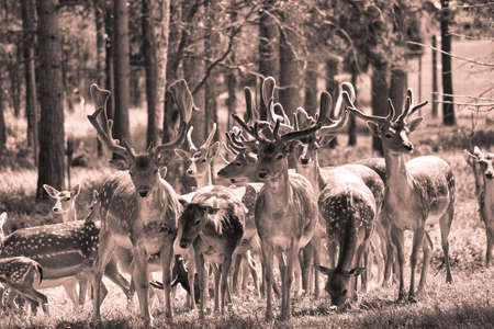 dam deer in the meadow. interesting and very descriptiveの写真素材