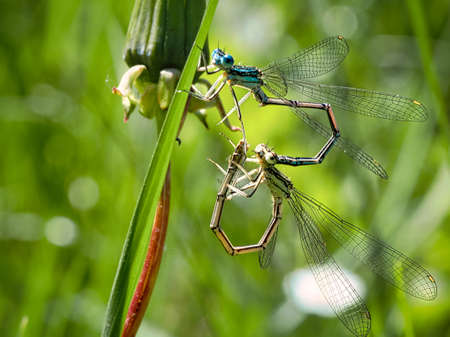 dragonflies paring in the grass. the shape of a heart is formed. detailed shot and interesting to observe.の写真素材